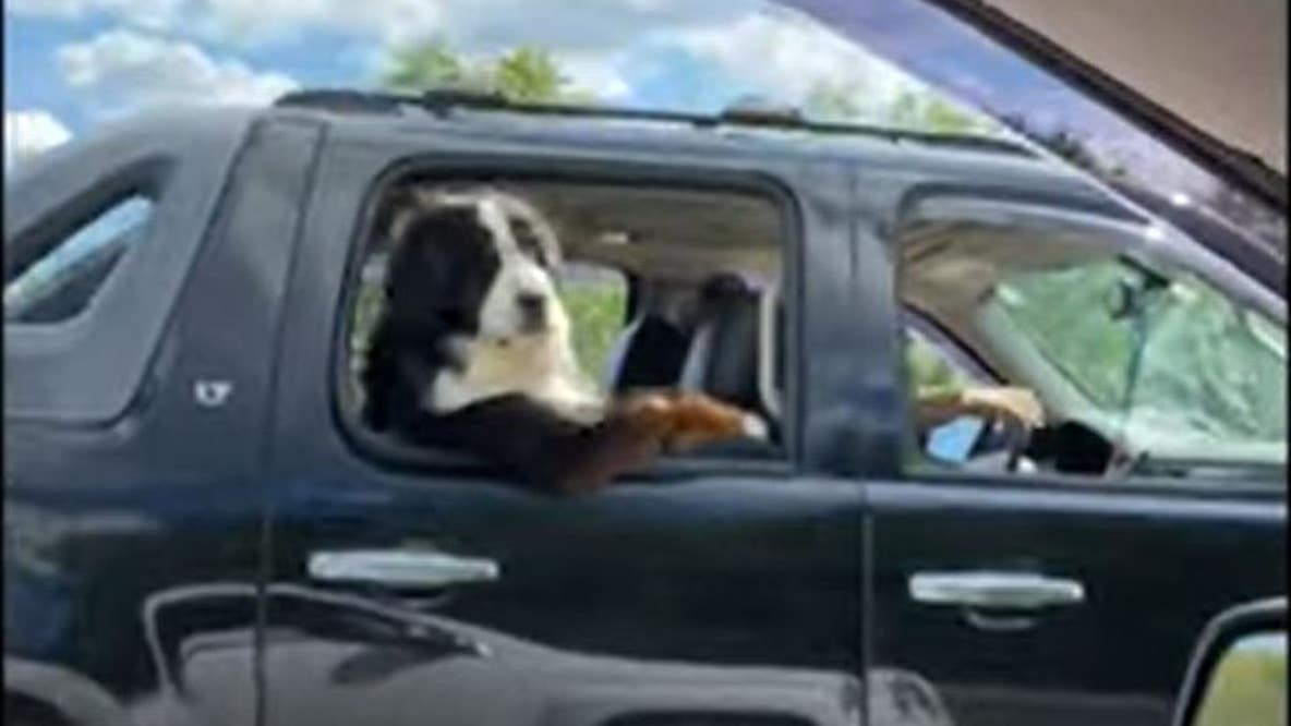 Dog spotted sitting in car cruising down highway
